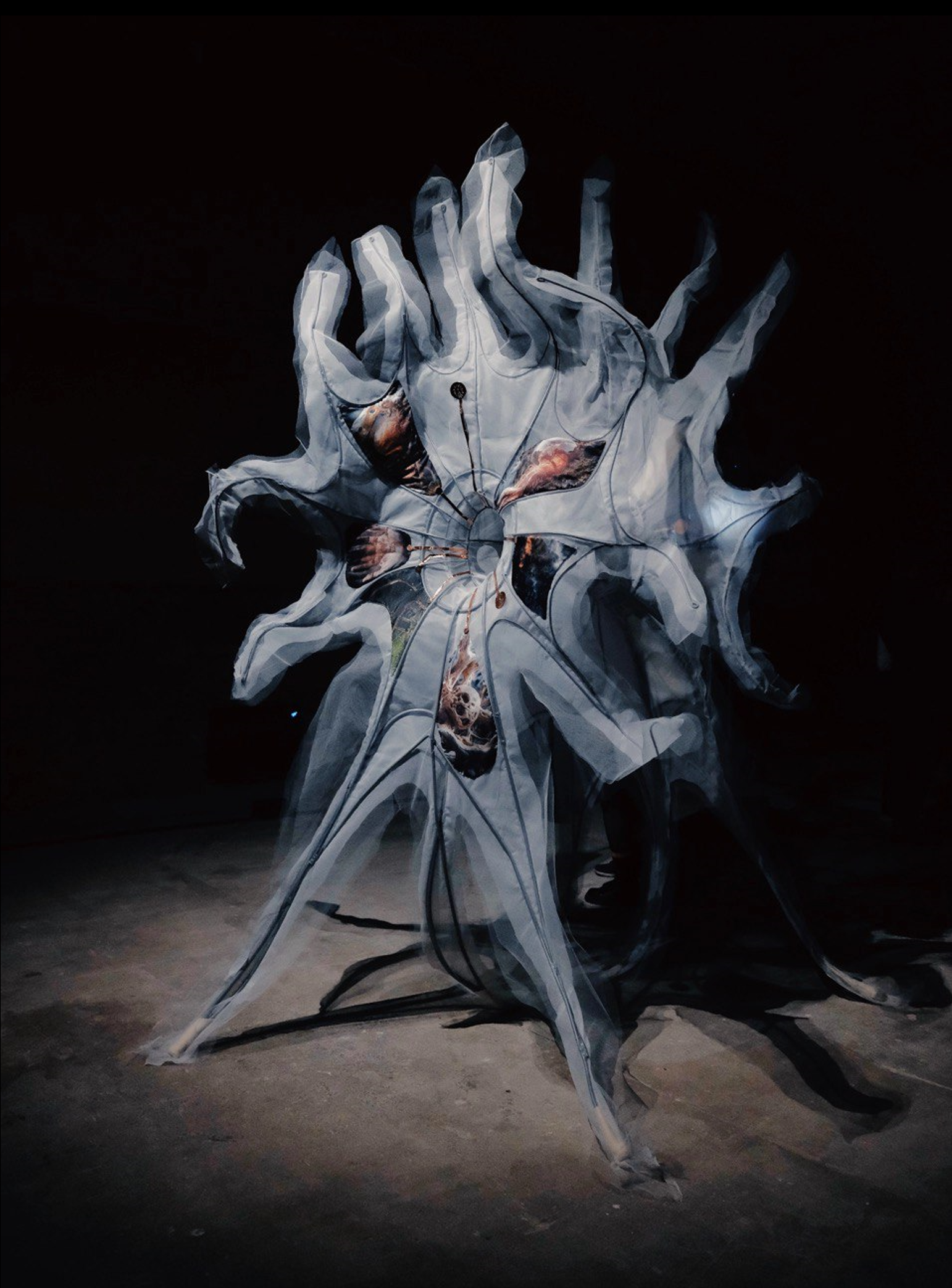 耳朵《成体》系列