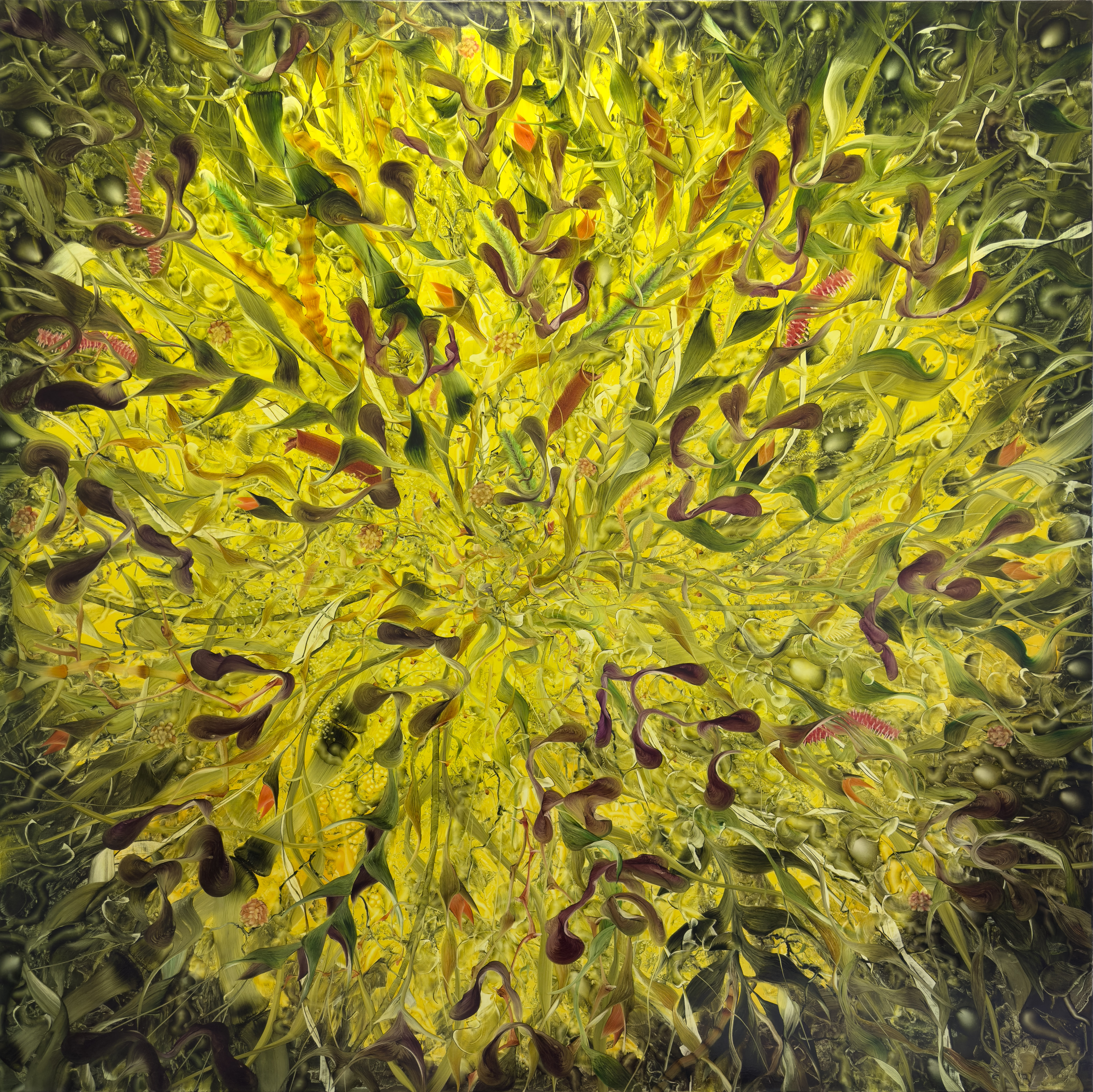 飞蛾与芥籽